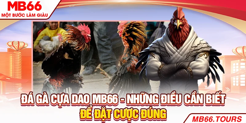 Đá Gà Cựa Dao MB66 - Những Điều Cần Biết Để Đặt Cược Đúng