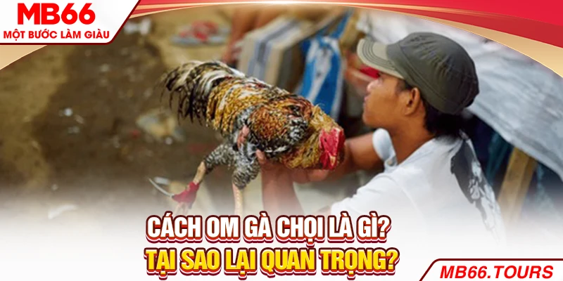 Cách om gà chọi là gì? Tại sao lại quan trọng? Cách om gà chọi là gì? Tại sao lại quan trọng?
