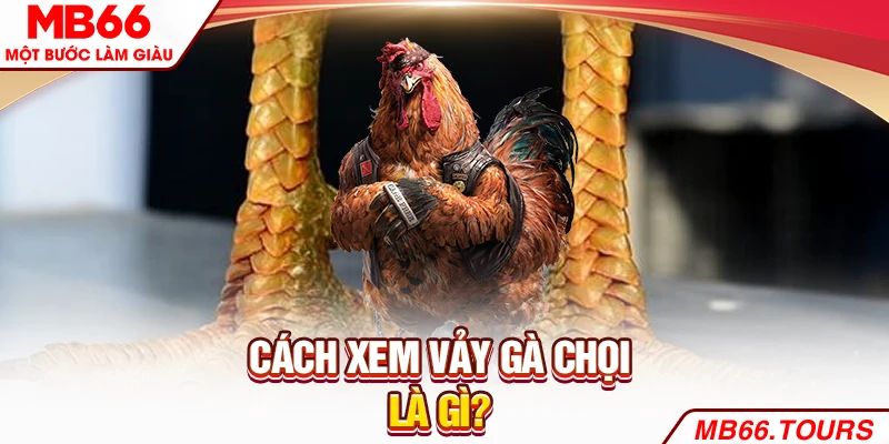 Cách xem vảy gà chọi là gì?