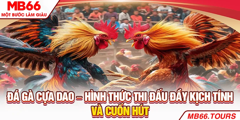 Đá gà cựa dao – Hình thức thi đấu đầy kịch tính và cuốn hút