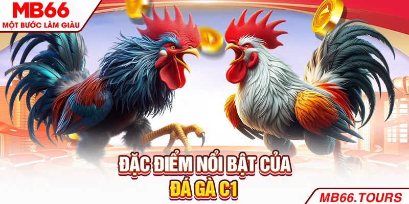 Đặc điểm nổi bật của đá gà C1 Đặc điểm nổi bật của đá gà C1