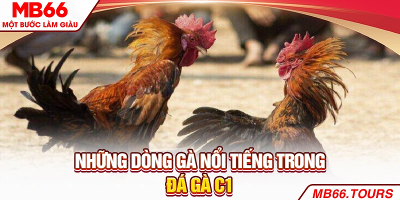 Những dòng gà nổi tiếng trong đá gà C1 Những dòng gà nổi tiếng trong đá gà C1