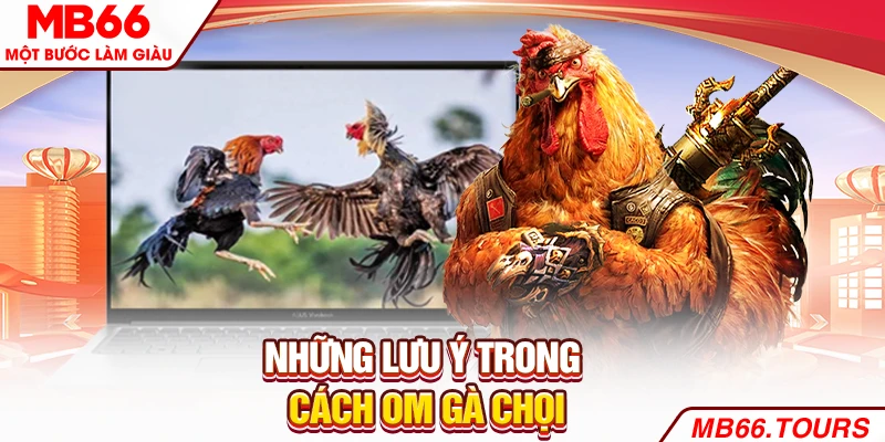 Đôi điều cần lưu ý trong cách om gà chọi Đôi điều cần lưu ý trong cách om gà chọi