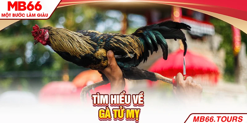 Tìm hiểu về gà Tử Mỵ